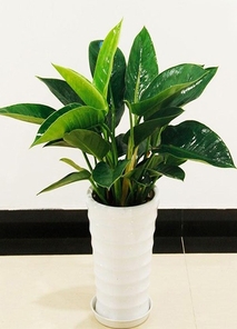 宁波杭州湾花卉租摆服务好 宁波杭州湾花卉租摆服务好